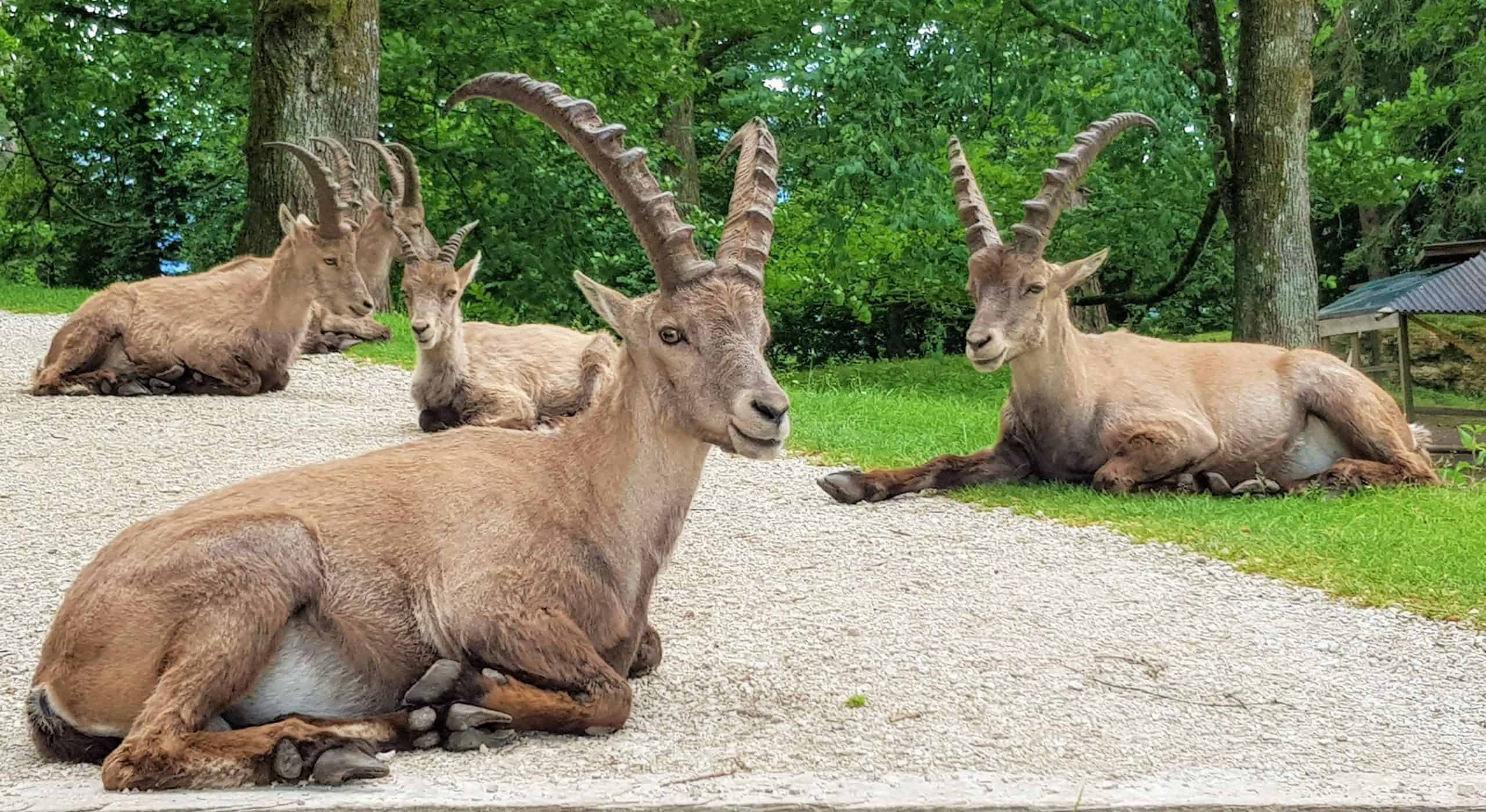 Steinböcke im Tierpark Rosegg - TOP Ausflugsziele mit Kindern in Kärnten - Österreich