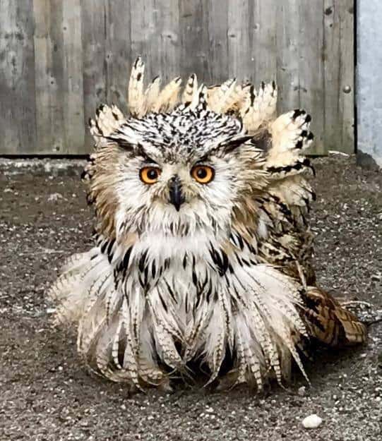 Eule im Greifvogelzoo bei Landskron in Kärnten