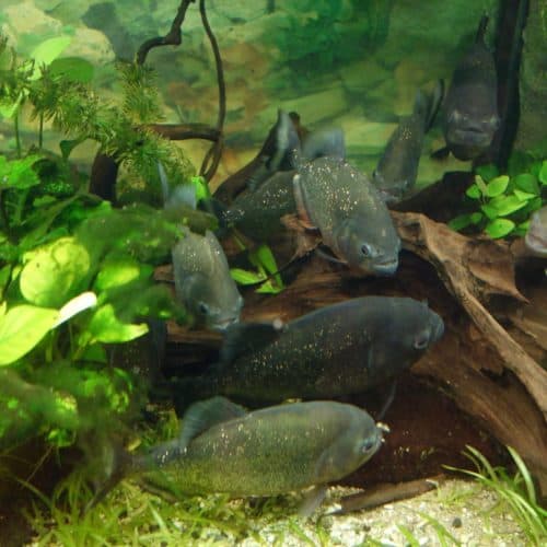 Piranhas-Aquarium im Reptilienzoo Happ - Sehenswürdigkeiten in Klagenfurt am Wörthersee, Österreich