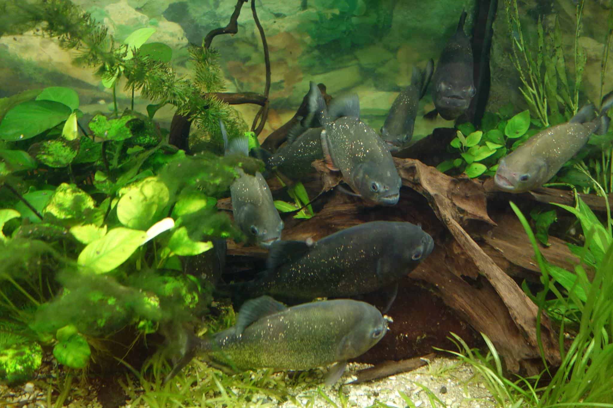 Piranhas-Aquarium im Reptilienzoo Happ - Sehenswürdigkeiten in Klagenfurt am Wörthersee, Österreich