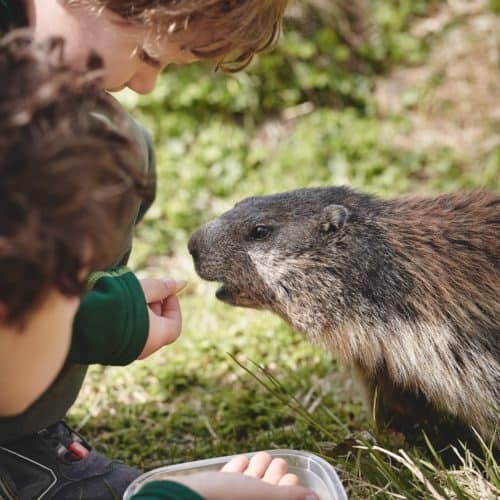 Familienausflug Kärnten: Großglockner Hochalpenstraße - Kinder füttern Murmeltier - TOP-10 Ausflugsziele Thema: Österreich Urlaub