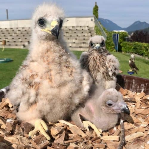 Greifvögel Kücken in der Adlerarena auf Burg Landskron in Kärnten