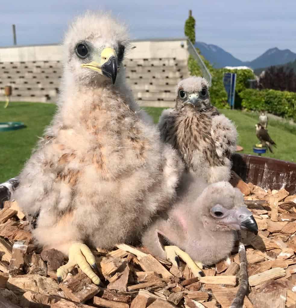 Greifvögel Kücken in der Adlerarena auf Burg Landskron in Kärnten