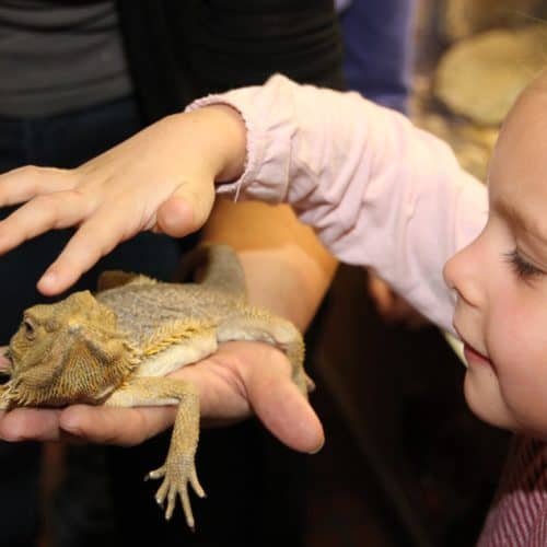 Kind mit Eidechse im kinderfreundlichen Ausflugsziel Reptilienzoo Happ in Kärnten am Wörthersee