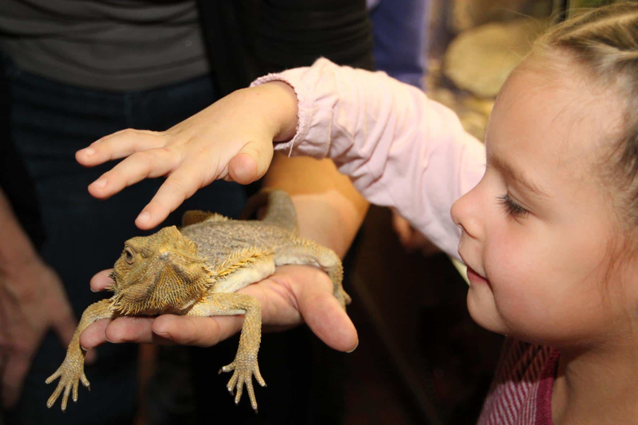 Kind mit Eidechse im kinderfreundlichen Ausflugsziel Reptilienzoo Happ in Kärnten am Wörthersee