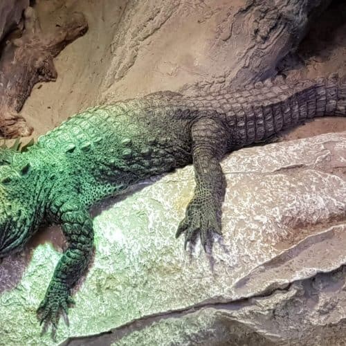 Krokodil im Kärntner Reptilienzoo Happ in Klagenfurt am Wörthersee