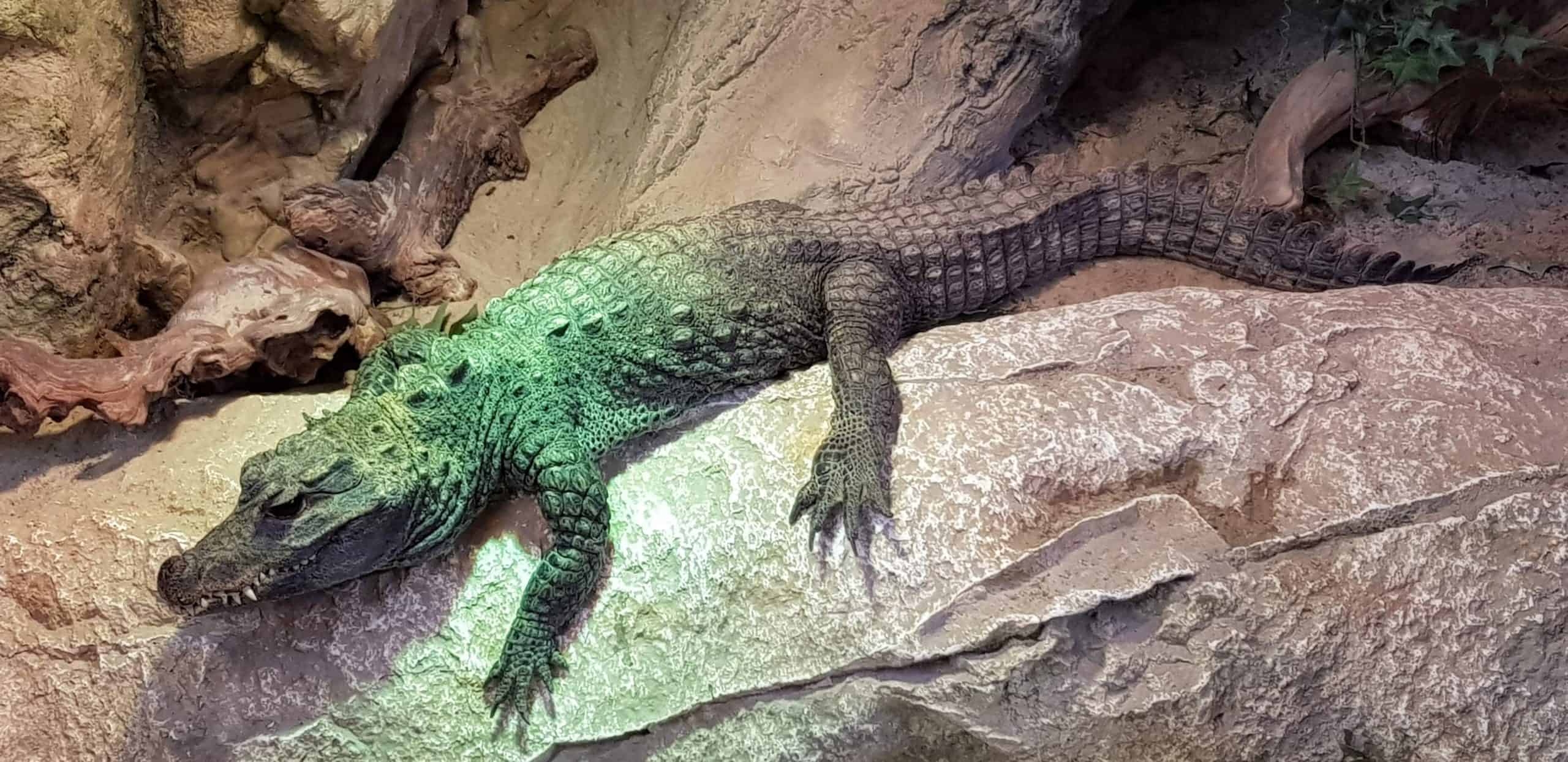 Krokodil im Kärntner Reptilienzoo Happ in Klagenfurt am Wörthersee