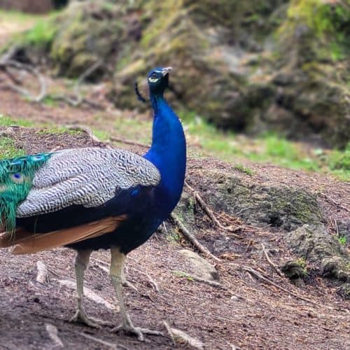 Pfau im Kärntner Tierpark Rosegg Nähe Wörthersee