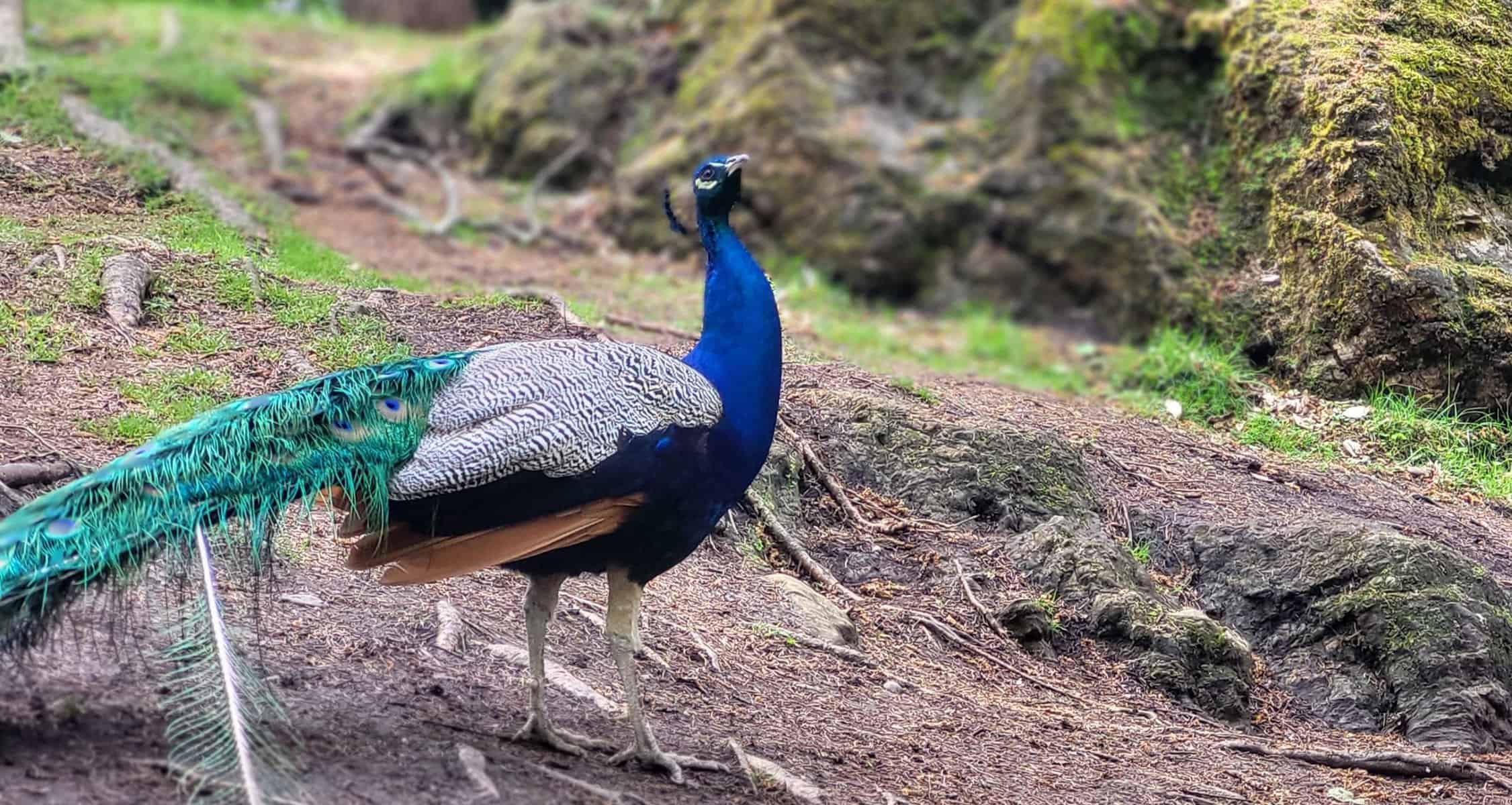 Pfau im Kärntner Tierpark Rosegg Nähe Wörthersee