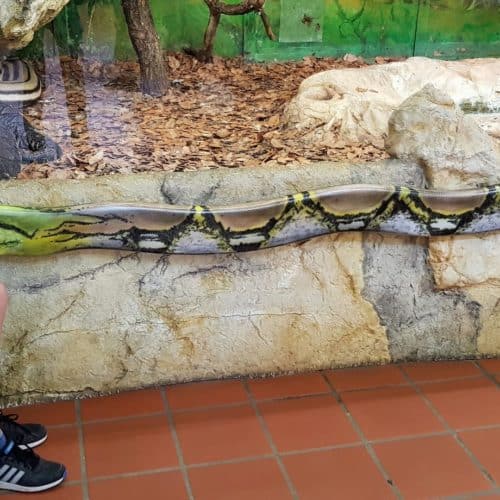 Kind beobachtet Riesenschlangen bei Familienausflug in Kärnten Klagenfurt - Reptilienzoo Happ