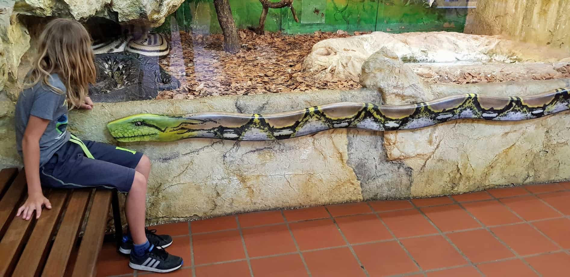 Kind beobachtet Riesenschlangen bei Familienausflug in Kärnten Klagenfurt - Reptilienzoo Happ