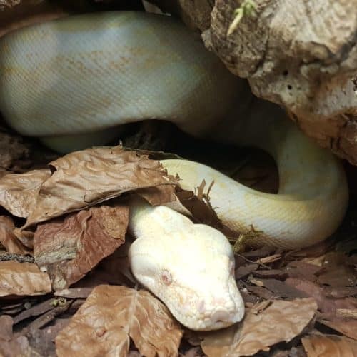 Schlange im Reptilienzoo Happ bei Familienausflug in Klagenfurt am Wörthersee - Ausflugsziel in Österreich