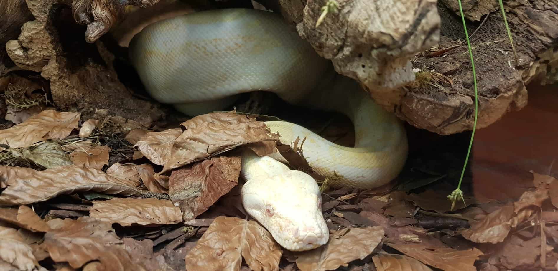 Schlange im Reptilienzoo Happ bei Familienausflug in Klagenfurt am Wörthersee - Ausflugsziel in Österreich