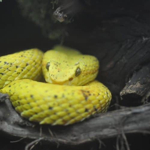 Schlange im Reptilienzoo Happ - Klagenfurt am Wörthersee