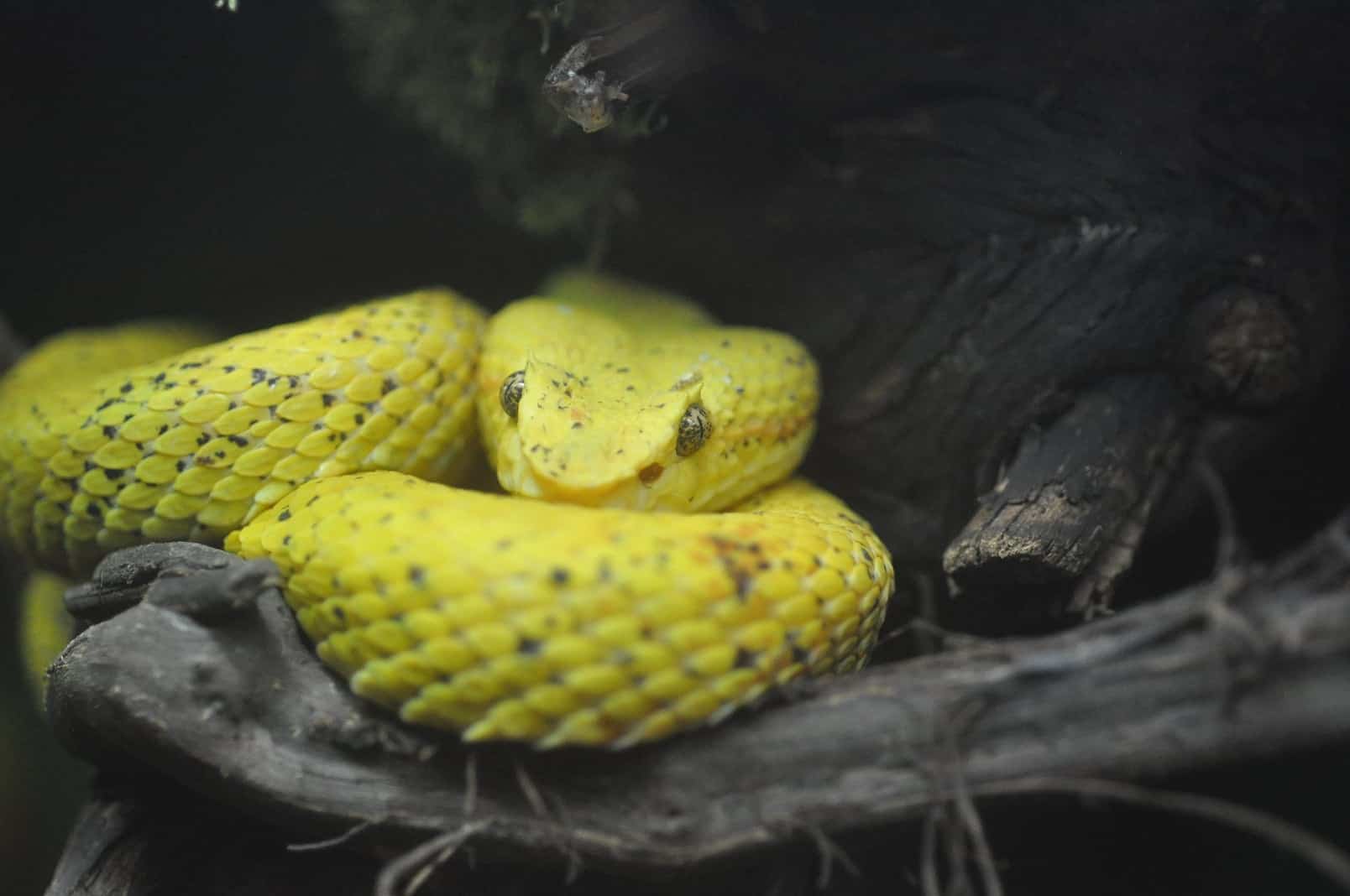 Schlange im Reptilienzoo Happ - Klagenfurt am Wörthersee