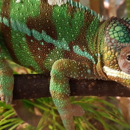 Chamäleon im Reptilienzoo Happ - Familienausflugsziele in Klagenfurt, Kärnten.