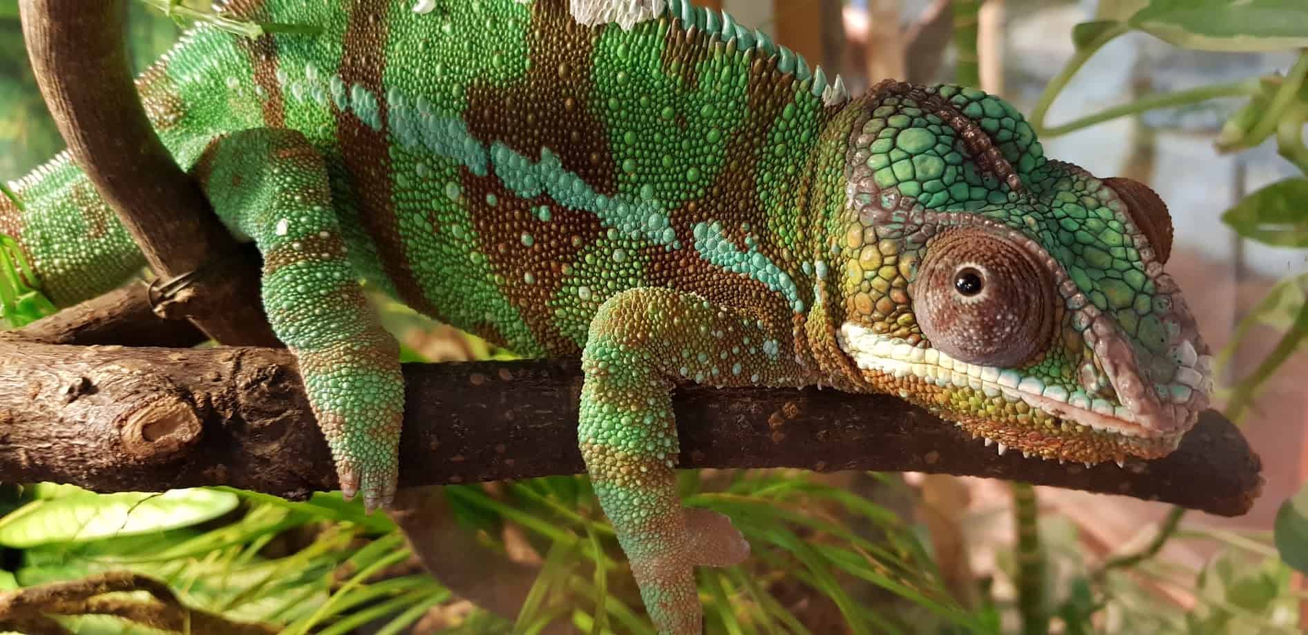 Chamäleon im Reptilienzoo Happ - Familienausflugsziele in Klagenfurt, Kärnten.