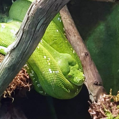 sehenswerter Reptilienzoo Happ in Klagenfurt mit Schlangen und Echsen - Ausflugsziel in Kärnten