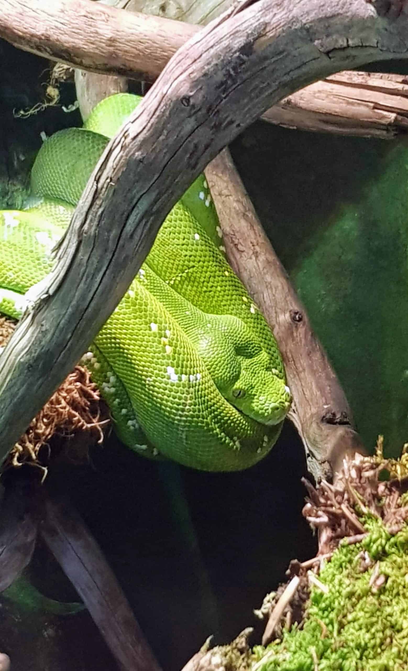 sehenswerter Reptilienzoo Happ in Klagenfurt mit Schlangen und Echsen - Ausflugsziel in Kärnten