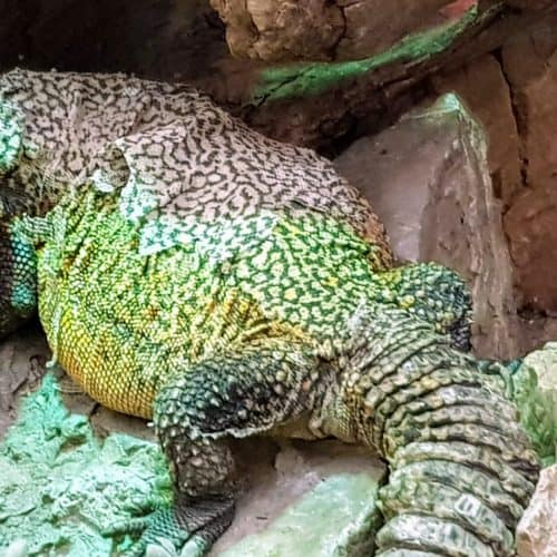 Eidechse im Reptilienzoo Happ - Ausflugstipp bei Regenwetter in Klagenfurt am Wörthersee - Österreich