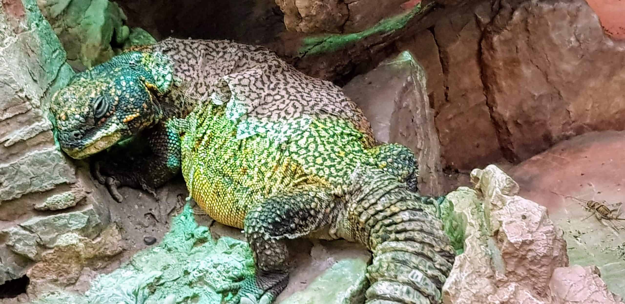 Eidechse im Reptilienzoo Happ - Ausflugstipp bei Regenwetter in Klagenfurt am Wörthersee - Österreich