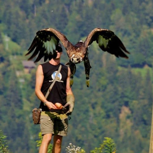 Adler bei Flugshow auf Burg Landskron in Adlerarena - Greifvogelschau Nähe Villach bei Affenberg