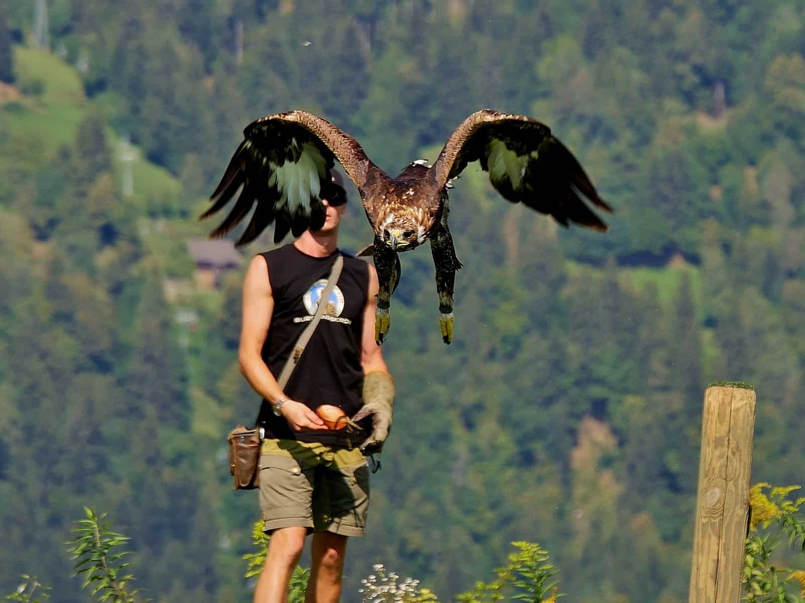 Adler bei Flugshow auf Burg Landskron in Adlerarena - Greifvogelschau Nähe Villach bei Affenberg