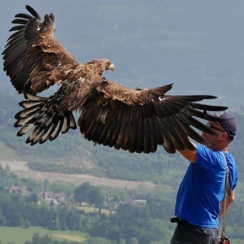 Greifvogel Flugschau in Landskron bei Affenberg in Kärnten - Ausflugsziele in Villach