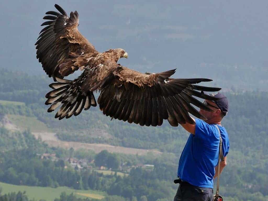 Greifvogel Flugschau in Landskron bei Affenberg in Kärnten - Ausflugsziele in Villach