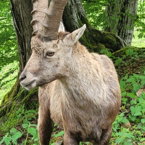 Steinbock Tierpark Rosegg Nähe Wörthersee in Kärnten