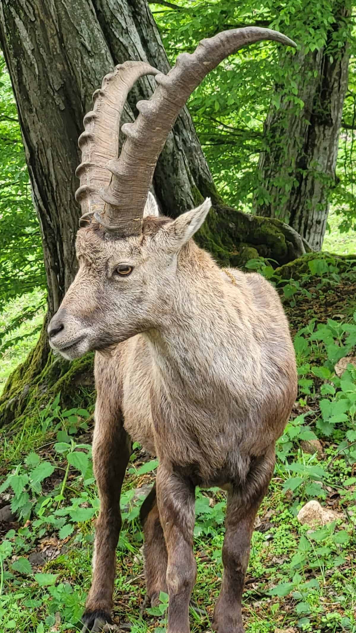 Steinbock Tierpark Rosegg Nähe Wörthersee in Kärnten