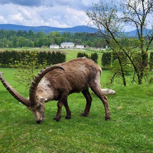 Steinbock im Tierpark Rosegg - Kärnten, mit Schloss im Hintergrund