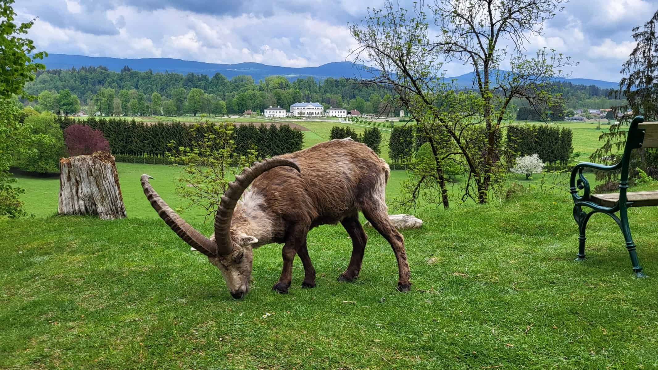 Steinbock im Tierpark Rosegg - Kärnten, mit Schloss im Hintergrund