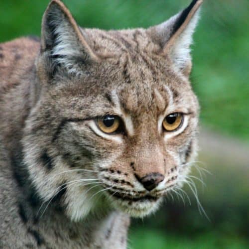 Luchs - Tierpark Kärnten Ausflugsziel Rosegg