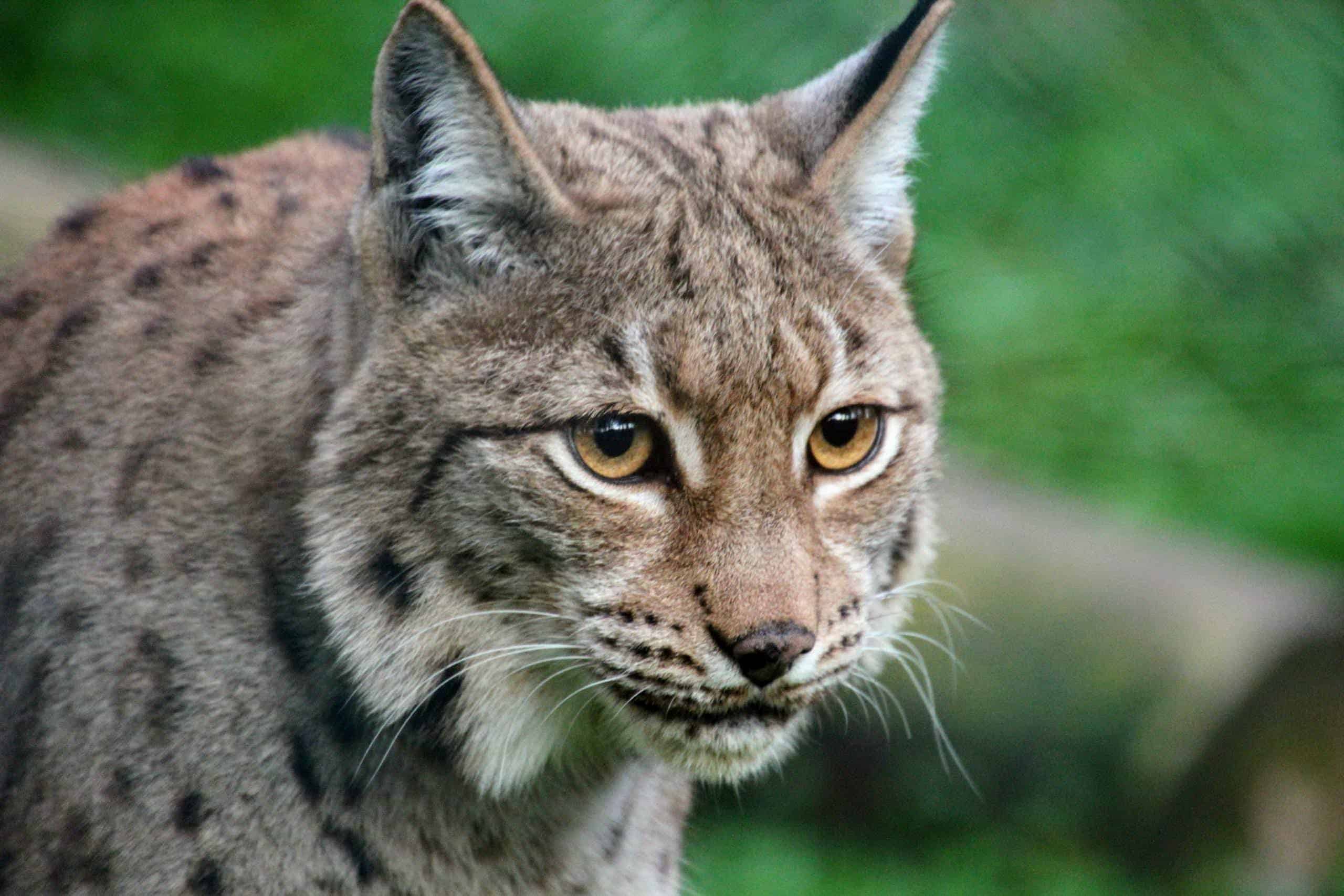 Luchs - Tierpark Kärnten Ausflugsziel Rosegg