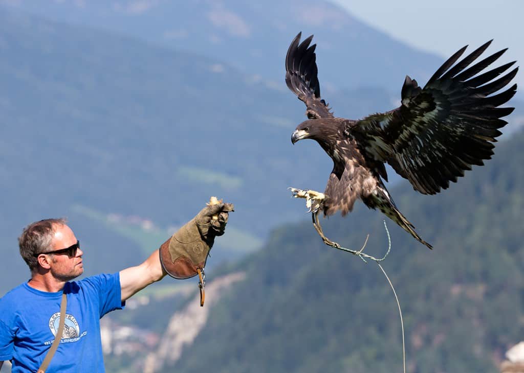 Steinadler mit Falkner bei Flugschau auf Adlerarena Landskron