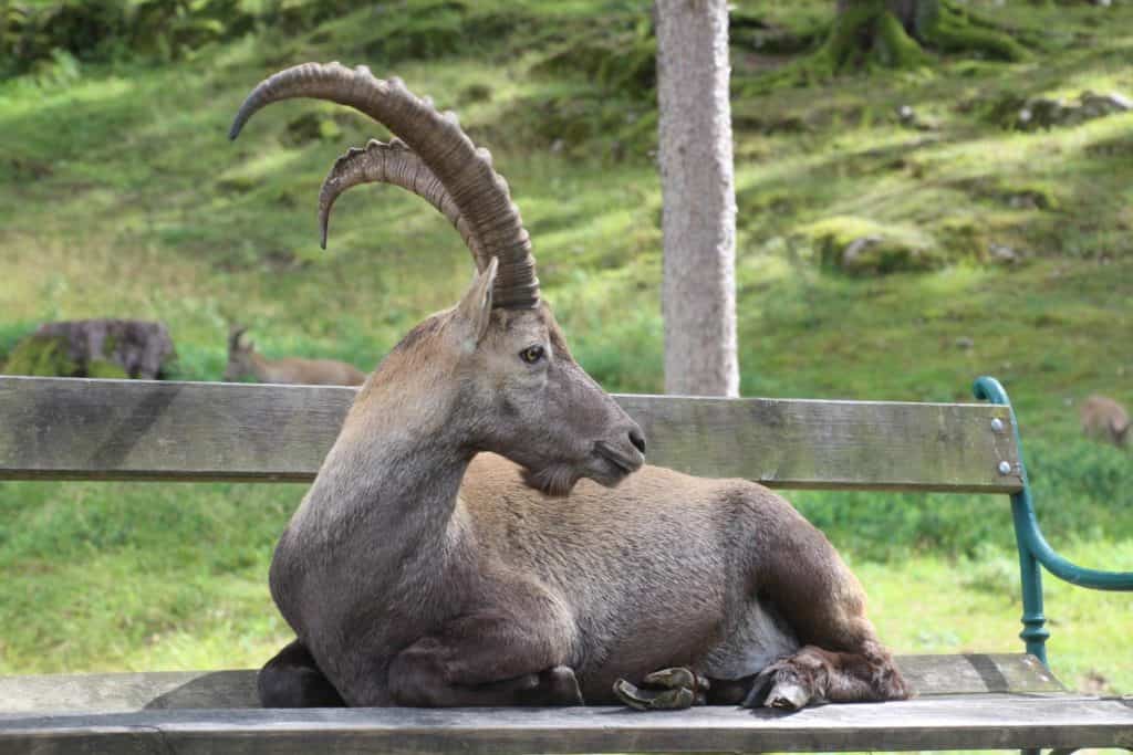 Steinbock im Wildtierpark Rosegg Nähe Wörthersee in Kärnten - ab April geöffnet