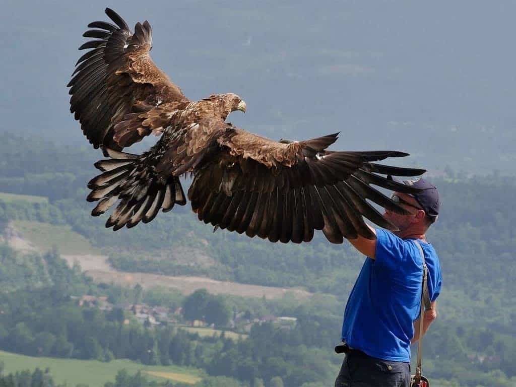 Steinadler mit Falkner bei Flugschau auf der Adlerarena Landskron in der Nähe von Villach am Ossiacher See in Kärnten