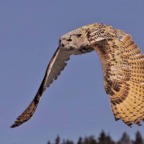 Sibirischer Uhu im Flug auf der Adlerarena Burg Landskron in Kärnten am Ossiacher See bei Urlaub in Villach, Österreich