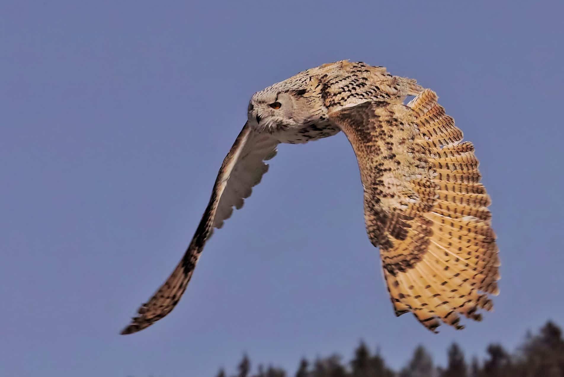 Sibirischer Uhu im Flug auf der Adlerarena Burg Landskron in Kärnten am Ossiacher See bei Urlaub in Villach, Österreich