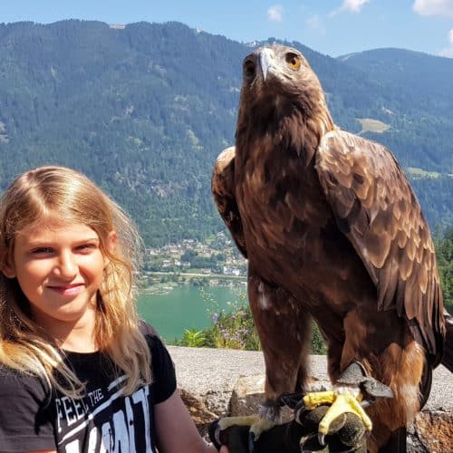 Gutschein Foto mit Greifvogel Steinadler in der Adlerarena Landskron Kärnten am Ossiacher See