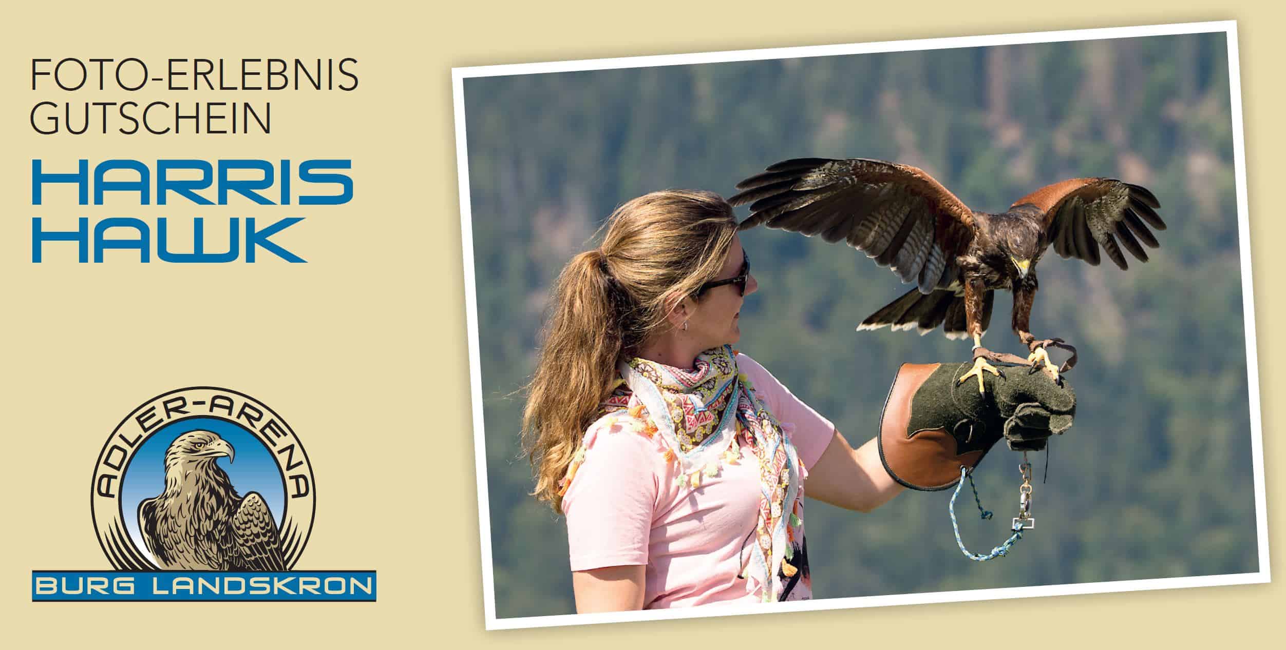 Gutschein für Foto mit Greifvogel Harris Hawk auf der Adlerarena Burg Landskron in Kärnten - Urlaub in Österreich am Ossiacher See