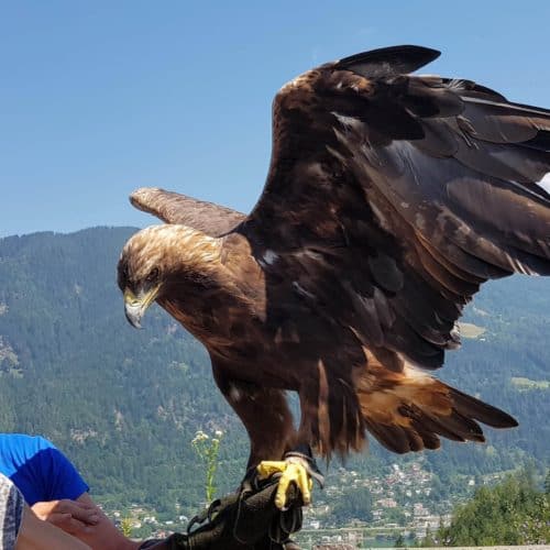 Gutschein Foto mit Greifvogel Steinadler in der Adlerarena Landskron Kärnten - Geschenksidee Ausflugsziele