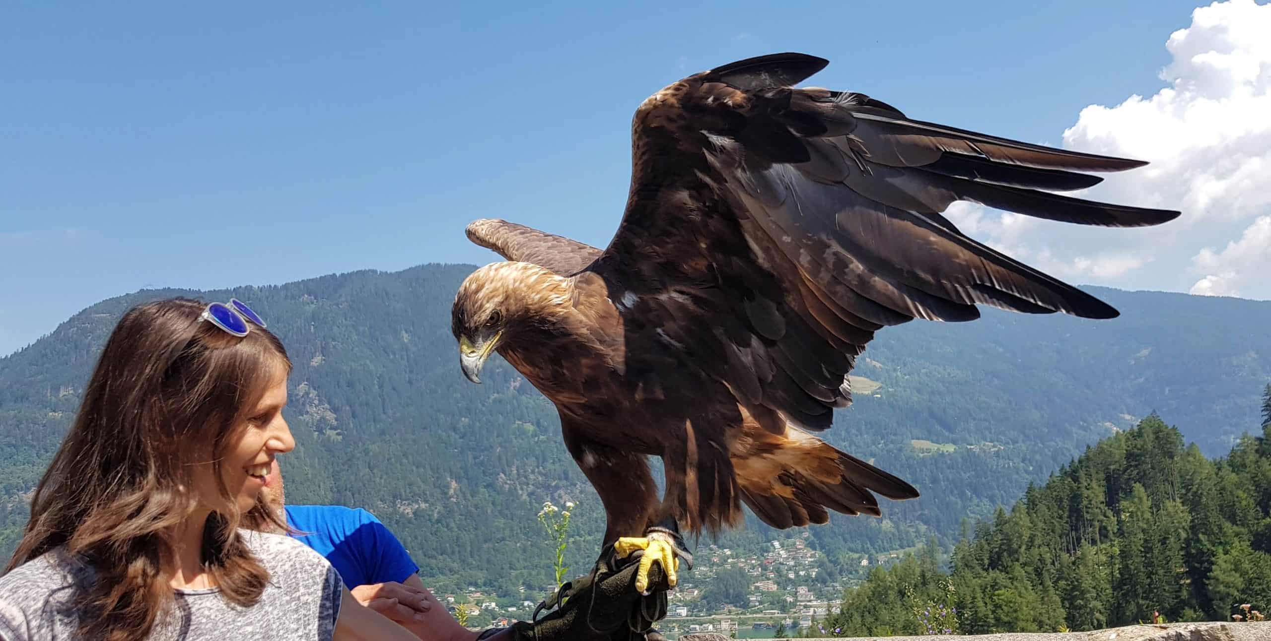 Gutschein Foto mit Greifvogel Steinadler in der Adlerarena Landskron Kärnten - Geschenksidee Ausflugsziele