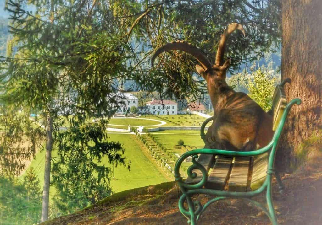 Steinbock im Tierpark Rosegg mit Blick auf Schloss. Ausflugsziele im Rosental