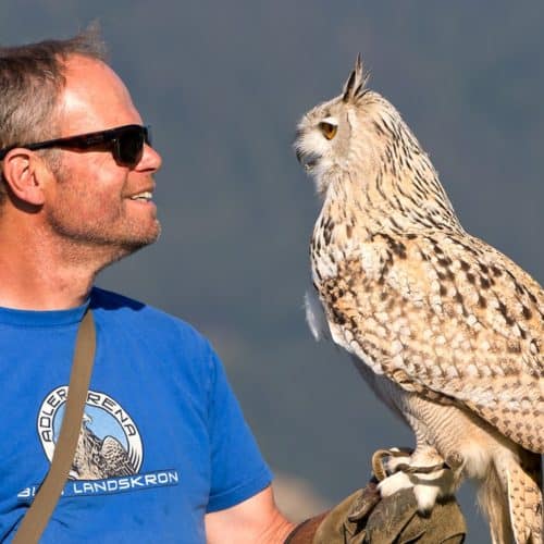 Ausflug in die Adlerarena Burg Landskron in Kärnten - Falkner mit Sibirischem Uhu bei Flugschau