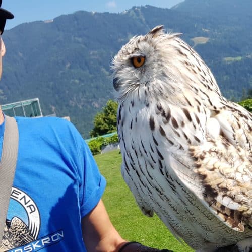 Sibirischer Uhu mit Falkner im Ausflugsziel Adlerarena Burg Landskron in Kärnten bei Villach am Ossiacher See