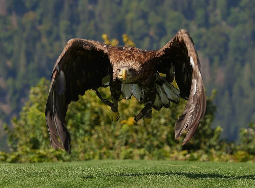 Steinadler bei Flugschau auf Adlerarena Burg Landskron - täglich geöffnet bis November