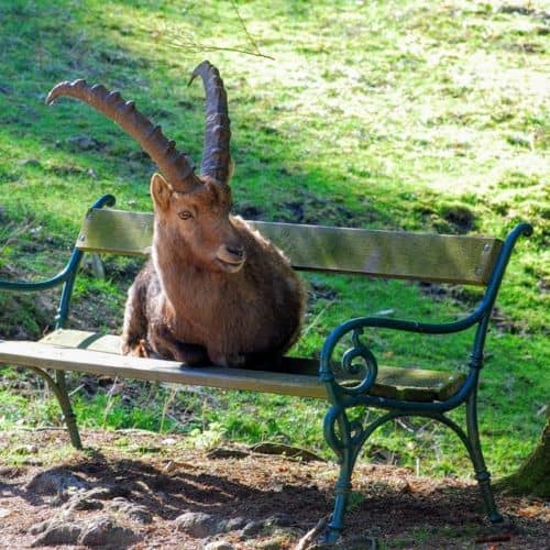 Tierpark Rosegg Rosental Wörthersee Ausflugsziel