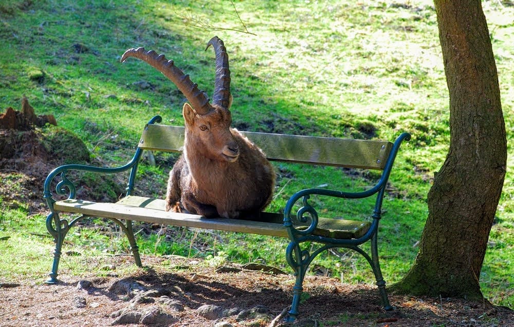 Tierpark Rosegg Rosental Wörthersee Ausflugsziel